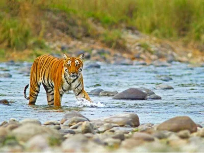 CORBETT-NATIONAL-PARK